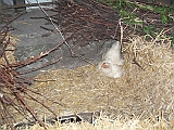 DSCF8048